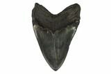 Bargain, Fossil Megalodon Tooth - South Carolina #122246-2